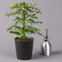 Strahlenaralie 'Gerda' Inkl. Keramiktopf Dallas Anthrazit, Topf 13cmØ, Höhe 55cm 9 Strahlenaralie 'Gerda' Inkl. Keramiktopf Dallas Anthrazit, Topf 13cmØ, Höhe 55cm -Naturgrün Verkaufsgeschäft 0220550544 Schefflera Gerda im Topf Dallas anthr 3