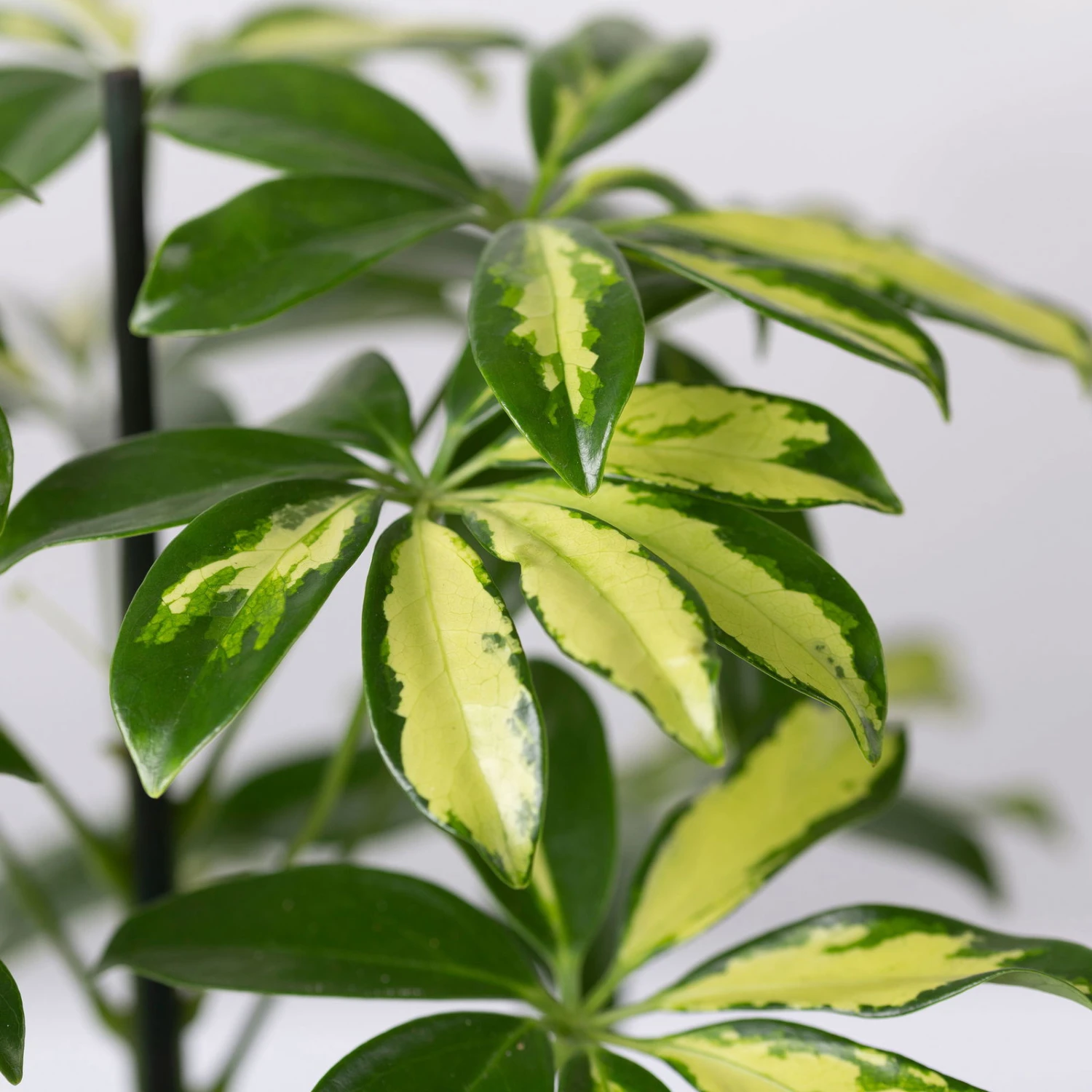 Strahlenaralie 'Gerda' Inkl. Keramiktopf Dallas Anthrazit, Topf 13cmØ, Höhe 55cm 4 Strahlenaralie 'Gerda' Inkl. Keramiktopf Dallas Anthrazit, Topf 13cmØ, Höhe 55cm – Bild 4