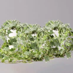 Hedera Helix 'Variegata' In Keramiktopf Dallas Weiß, Topf-Ø 12/13 Cm, 3er-Set