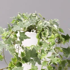 Hedera Helix 'Variegata' In Keramiktopf Dallas Weiß, Topf-Ø 12/13 Cm, 3er-Set -Naturgrün Verkaufsgeschäft 0220650237 Hedera weissbunt in Topf Dallas weiss 2 108004