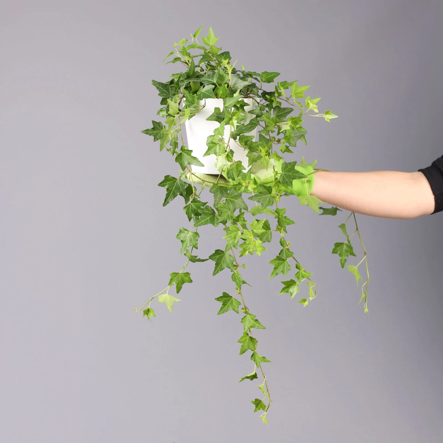 Hedera Helix In Keramiktopf Dallas Weiß, Topf-Ø 12/13 Cm 4 Hedera Helix In Keramiktopf Dallas Weiß, Topf-Ø 12/13 Cm – Bild 4