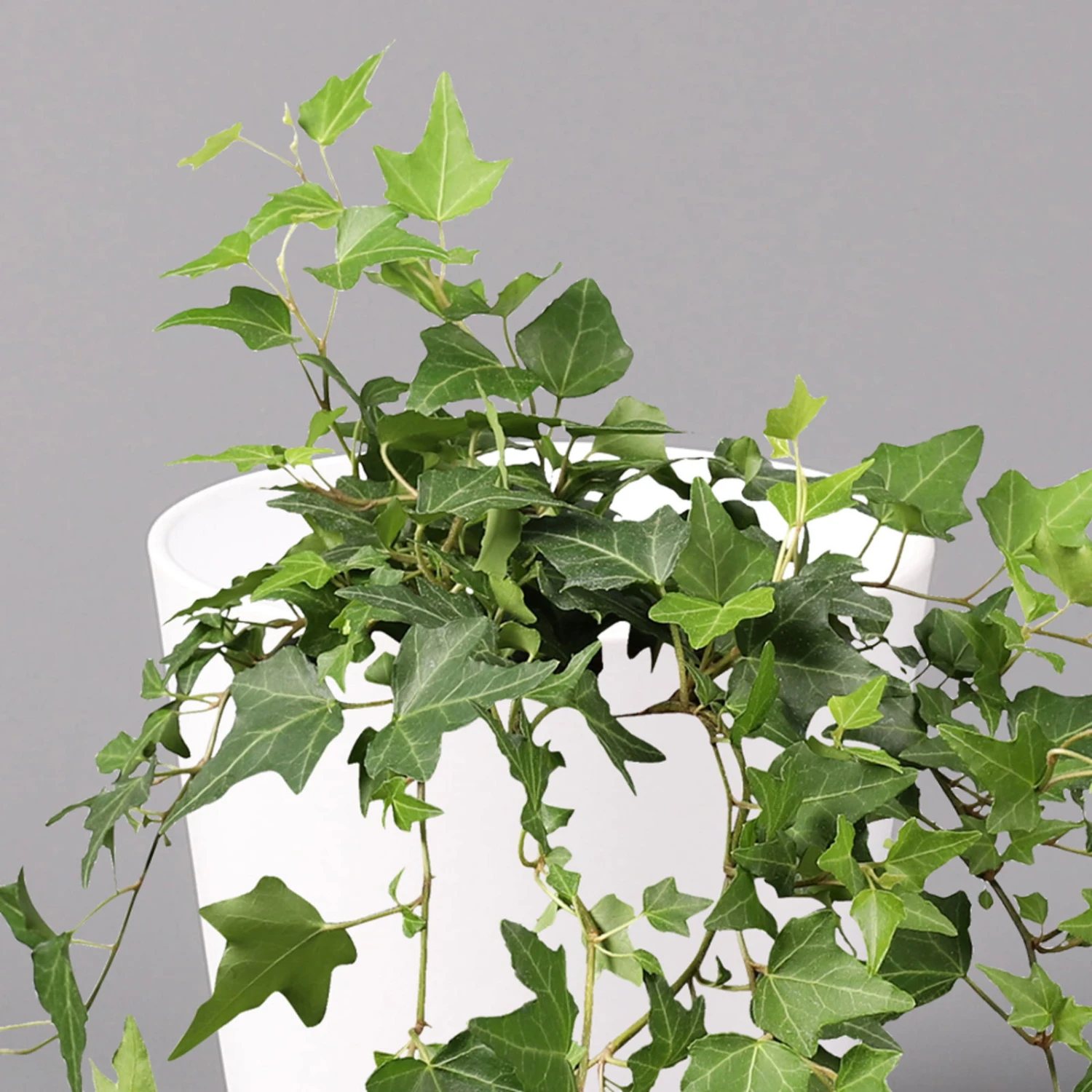 Hedera Helix In Keramiktopf Dallas Weiß, Topf-Ø 12/13 Cm 2 Hedera Helix In Keramiktopf Dallas Weiß, Topf-Ø 12/13 Cm – Bild 2