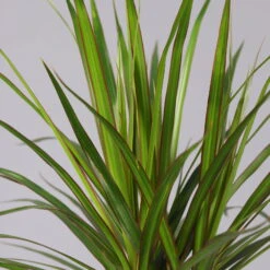 Drachenbaum, 2er-Tuff, Inkl. Topf Tusca, Höhe Ca. 70 Cm, Topf 17 Cm Ø -Naturgrün Verkaufsgeschäft 0221100078 Dracaena marginata 2er Tuff Topf Tusca 42