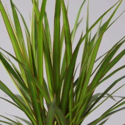 Drachenbaum, 2er-Tuff, Inkl. Topf Tusca, Höhe Ca. 70 Cm, Topf 17 Cm Ø -Naturgrün Verkaufsgeschäft 0221100078 Dracaena marginata 2er Tuff Topf Tusca 52