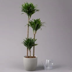 Duftender Drachenbaum 'Compacta', Topf-Ø 24 Cm, Höhe Ca. 120 Cm -Naturgrün Verkaufsgeschäft 0221400002 Dracaena fr Compacta Tuff 24cm 3