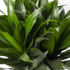 Duftender Drachenbaum 'Compacta', Topf-Ø 24 Cm, Höhe Ca. 120 Cm -Naturgrün Verkaufsgeschäft 0221400002 Dracaena fr Compacta Tuff 24cm 4