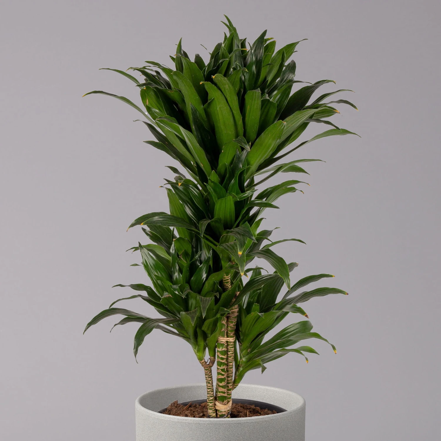 Duftender Drachenbaum 'Compacta', Verzweigt, Topf-Ø 24 Cm, Höhe Ca. 80 Cm 2 Duftender Drachenbaum 'Compacta', Verzweigt, Topf-Ø 24 Cm, Höhe Ca. 80 Cm – Bild 2