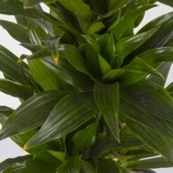 Duftender Drachenbaum 'Compacta', Verzweigt, Topf-Ø 24 Cm, Höhe Ca. 80 Cm 9 Duftender Drachenbaum 'Compacta', Verzweigt, Topf-Ø 24 Cm, Höhe Ca. 80 Cm -Naturgrün Verkaufsgeschäft 0221400013 Dracaena Compacta verzweigt KB 24cm 4