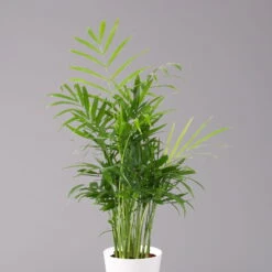 Bergpalme Mit Keramiktopf Dallas Weiß, Topf-Ø 12 Cm, Höhe Ca. 30 Cm, 2er-Set -Naturgrün Verkaufsgeschäft 0222100027 Chamaedorea elegans Dallas weiss 2