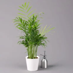 Bergpalme Mit Keramiktopf Dallas Weiß, Topf-Ø 12 Cm, Höhe Ca. 30 Cm, 2er-Set -Naturgrün Verkaufsgeschäft 0222100027 Chamaedorea elegans Dallas weiss 3