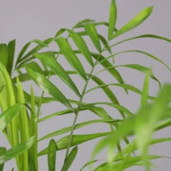 Bergpalme Mit Keramiktopf Dallas Weiß, Topf-Ø 12 Cm, Höhe Ca. 30 Cm, 2er-Set -Naturgrün Verkaufsgeschäft 0222100027 Chamaedorea elegans Dallas weiss 4