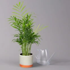 Bergpalme In Keramiktopf Lauren Grün, Topf-Ø 12 Cm, Höhe Ca. 40 Cm -Naturgrün Verkaufsgeschäft 0222100036 Chamaedorea eleg in Topf Lauren gruen 3