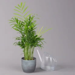 Bergpalme Mit Keramiktopf Bergamo Grau, Topf-Ø 12 Cm, Höhe Ca. 40 Cm -Naturgrün Verkaufsgeschäft 0222100039 Chamaedorea eleg in Uebertopf Bergamo grau 3