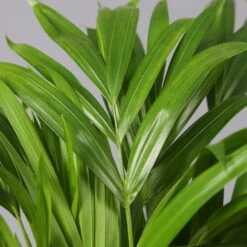 Goldfruchtpalme In Übertopf Vibes Blau, Topf-Ø 13 Cm, Höhe Ca. 20-30 Cm, 2er-Set -Naturgrün Verkaufsgeschäft 0222200032 Dypsis lutescens in Topf Tusca 42