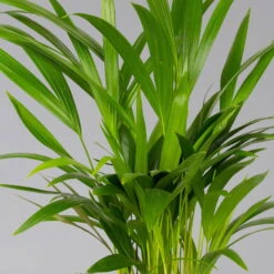 Goldfruchtpalme In Übertopf Vibes Blau, Topf-Ø 13 Cm, Höhe Ca. 20-30 Cm, 2er-Set -Naturgrün Verkaufsgeschäft 0222200053 0222200054 0222200055 0222200056 Dypsis lutescens 124873