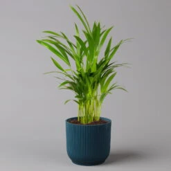 Goldfruchtpalme In Übertopf Vibes Blau, Topf-Ø 13 Cm, Höhe Ca. 20-30 Cm, 2er-Set -Naturgrün Verkaufsgeschäft 0222200054 Dypsis lutescens in uebertopf blau 2er Set elho Vibes 1 124876