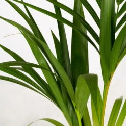 Kentiapalme In Korb Gaby, Topf-Ø 19 Cm, Höhe Ca. 80-110 Cm 7 Kentiapalme In Korb Gaby, Topf-Ø 19 Cm, Höhe Ca. 80-110 Cm -Naturgrün Verkaufsgeschäft 0222300035 Howea forsteriana im Dekokorb Gaby T1820 WS 2