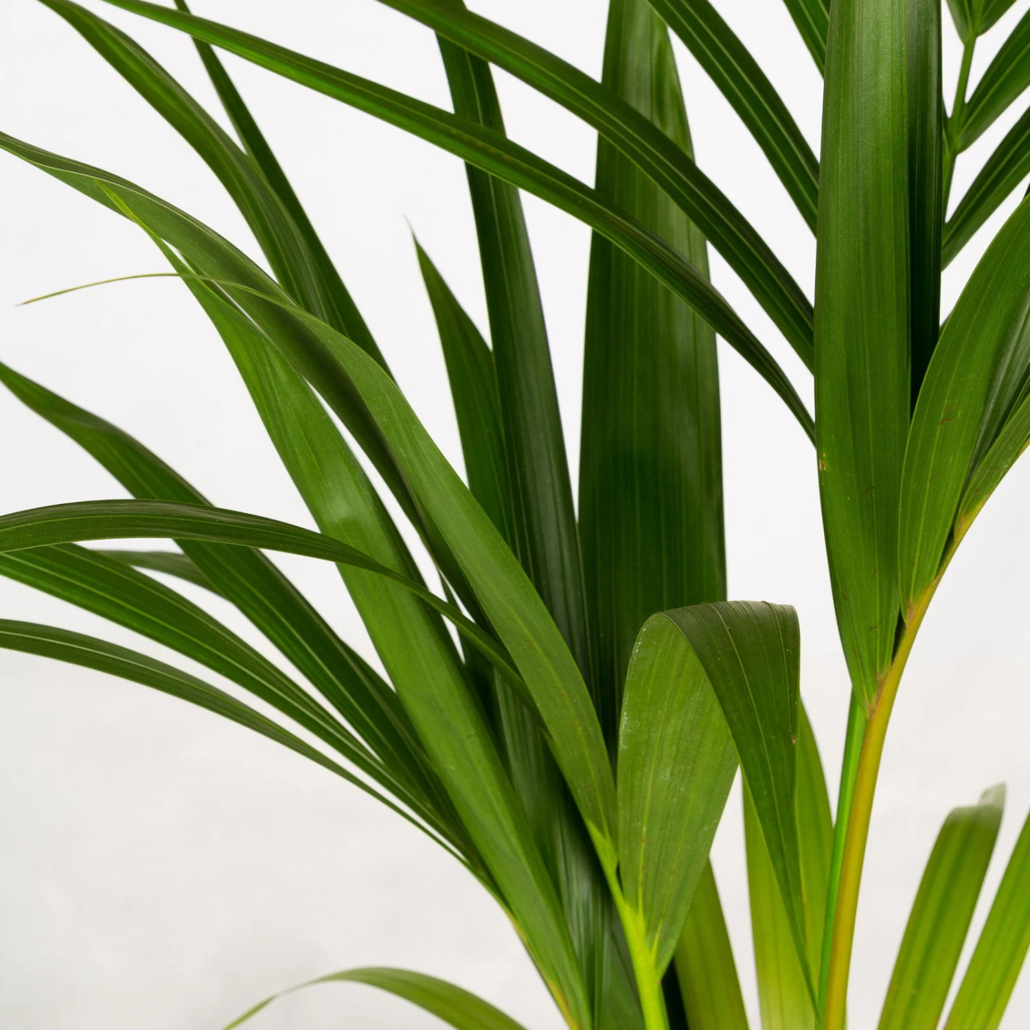 Kentiapalme In Korb Gaby, Topf-Ø 19 Cm, Höhe Ca. 80-110 Cm 2 Kentiapalme In Korb Gaby, Topf-Ø 19 Cm, Höhe Ca. 80-110 Cm – Bild 2