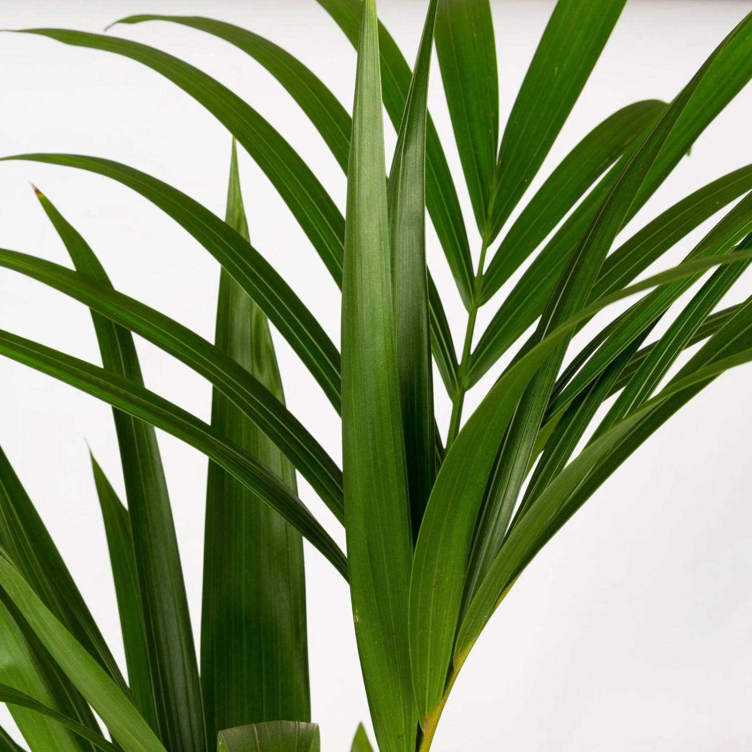 Kentiapalme In Korb Gaby, Topf-Ø 19 Cm, Höhe Ca. 80-110 Cm 3 Kentiapalme In Korb Gaby, Topf-Ø 19 Cm, Höhe Ca. 80-110 Cm – Bild 3