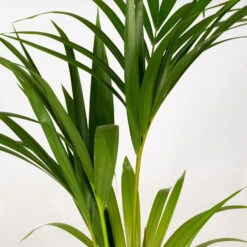 Kentiapalme In Korb Gaby, Topf-Ø 19 Cm, Höhe Ca. 80-110 Cm 9 Kentiapalme In Korb Gaby, Topf-Ø 19 Cm, Höhe Ca. 80-110 Cm -Naturgrün Verkaufsgeschäft 0222300035 Howea forsteriana im Dekokorb Gaby T1820 WS 4