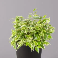 Birkenfeige 'Kinky' In Keramiktopf Anthrazit, Topf-Ø 12cm, H: Ca. 25 Cm, 3er-Set -Naturgrün Verkaufsgeschäft 0223100071 Ficus benj Kinky Dallas anthrazit 2