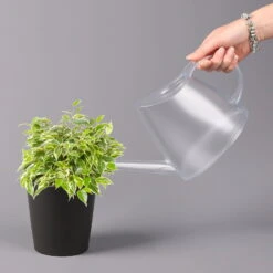 Birkenfeige 'Kinky' In Keramiktopf Anthrazit, Topf-Ø 12cm, H: Ca. 25 Cm, 3er-Set -Naturgrün Verkaufsgeschäft 0223100071 Ficus benj Kinky Dallas anthrazit 3