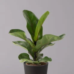 Geigenfeige 'Bambino'', Topf-Ø 12cm, Mit Übertopf Dallas Anthrazit, 2er-Set -Naturgrün Verkaufsgeschäft 0223300044 Ficus lyr Bambino im Topf Dallas anthr 2