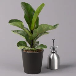 Geigenfeige 'Bambino'', Topf-Ø 12cm, Mit Übertopf Dallas Anthrazit, 2er-Set -Naturgrün Verkaufsgeschäft 0223300044 Ficus lyr Bambino im Topf Dallas anthr 3