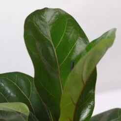 Geigenfeige 'Bambino'', Topf-Ø 12cm, Mit Übertopf Dallas Anthrazit, 2er-Set -Naturgrün Verkaufsgeschäft 0223300044 Ficus lyr Bambino im Topf Dallas anthr 4