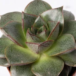 Sukkulenten Im Dekotopf 'Glazed Pink', Verschiedene Arten, Topf-Ø 6 Cm, 3er-Set -Naturgrün Verkaufsgeschäft 0225200733 Sukkulenten Set in Topf Scandic terrac 3er Set 11