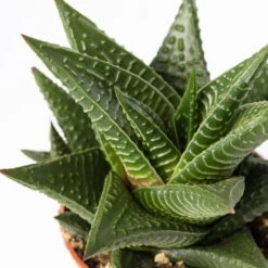 Sukkulenten Im Dekotopf 'Glazed Pink', Verschiedene Arten, Topf-Ø 6 Cm, 3er-Set -Naturgrün Verkaufsgeschäft 0225200733 Sukkulenten Set in Topf Scandic terrac 3er Set 12