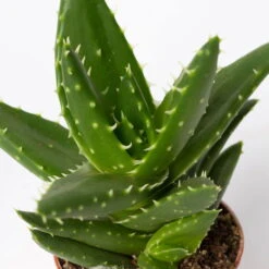 Sukkulenten Im Dekotopf 'Glazed Pink', Verschiedene Arten, Topf-Ø 6 Cm, 3er-Set -Naturgrün Verkaufsgeschäft 0225200733 Sukkulenten Set in Topf Scandic terrac 3er Set 13