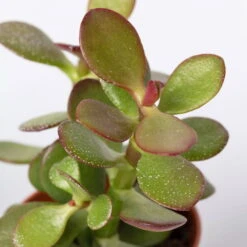 Sukkulenten Im Dekotopf 'Glazed Pink', Verschiedene Arten, Topf-Ø 6 Cm, 3er-Set -Naturgrün Verkaufsgeschäft 0225200733 Sukkulenten Set in Topf Scandic terrac 3er Set 9