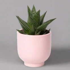 Sukkulenten Im Dekotopf 'Glazed Pink', Verschiedene Arten, Topf-Ø 6 Cm, 3er-Set -Naturgrün Verkaufsgeschäft 0225200736 Sukkulenten Set in Topf Glazed Pink 3er Set 3