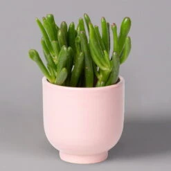 Sukkulenten Im Dekotopf 'Glazed Pink', Verschiedene Arten, Topf-Ø 6 Cm, 3er-Set -Naturgrün Verkaufsgeschäft 0225200736 Sukkulenten Set in Topf Glazed Pink 3er Set 6