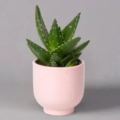 Sukkulenten Im Dekotopf 'Glazed Pink', Verschiedene Arten, Topf-Ø 6 Cm, 3er-Set -Naturgrün Verkaufsgeschäft 0225200736 Sukkulenten Set in Topf Glazed Pink 3er Set 7