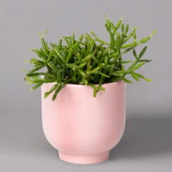 Mini-Korallenkaktus Im Dekotopf 'Glazed Pink, In Sorten, Topf-Ø 6 Cm, 3er-Set -Naturgrün Verkaufsgeschäft 0225200738 Rhipsalis Set in Topf Glazed Pink 3er Set 4