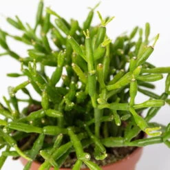 Mini-Korallenkaktus Im Dekotopf 'Glazed Pink, In Sorten, Topf-Ø 6 Cm, 3er-Set -Naturgrün Verkaufsgeschäft 0225200738 Rhipsalis Set in Topf Glazed Pink 3er Set 6