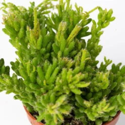 Mini-Korallenkaktus Im Dekotopf 'Glazed Pink, In Sorten, Topf-Ø 6 Cm, 3er-Set -Naturgrün Verkaufsgeschäft 0225200738 Rhipsalis Set in Topf Glazed Pink 3er Set 7