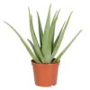 Aloe Vera, Topf-Ø 25 Cm, Höhe Ca. 55 Cm