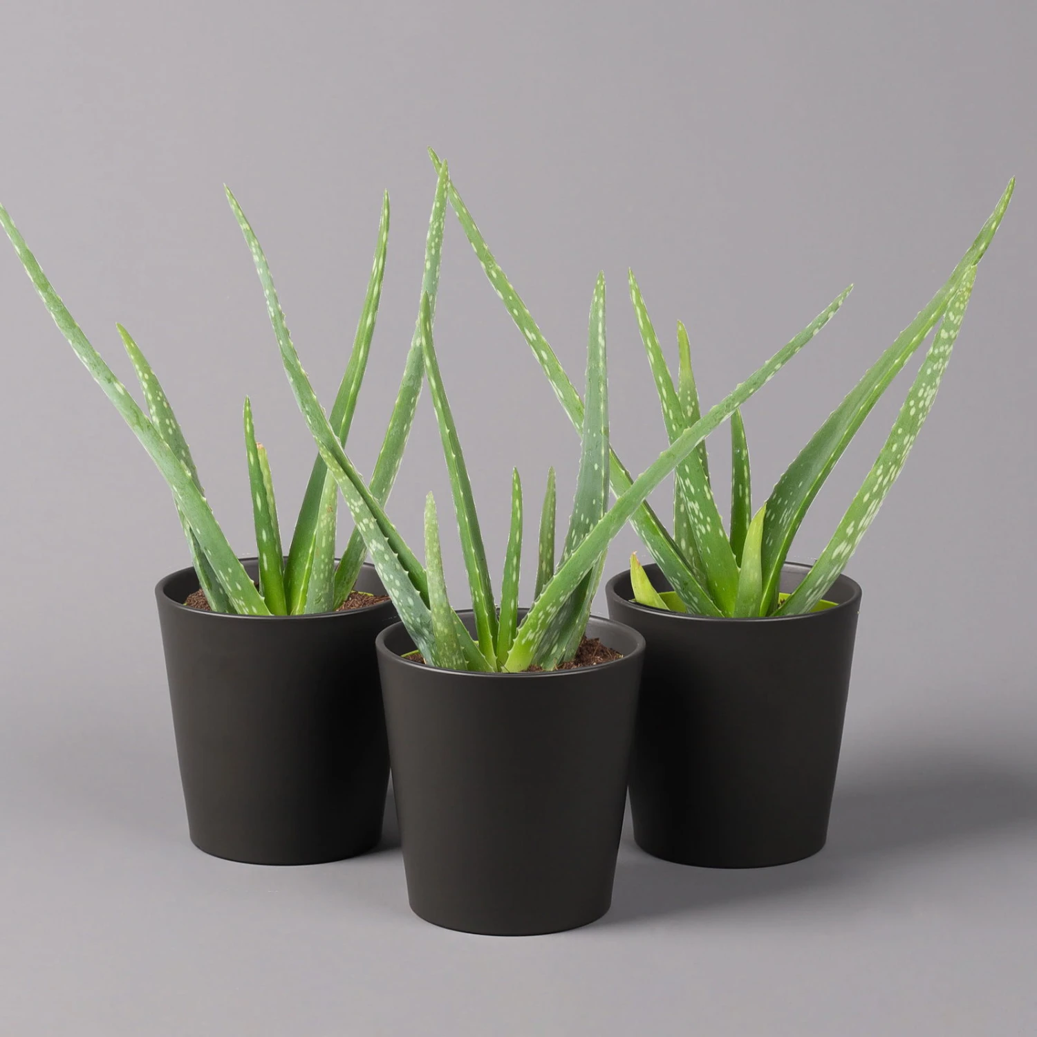 Aloe Vera Mit Keramiktopf Anthrazit, Topf-Ø 12 Cm, Höhe Ca. 20-35 Cm, 3er-Set 1 Aloe Vera Mit Keramiktopf Anthrazit, Topf-Ø 12 Cm, Höhe Ca. 20-35 Cm, 3er-Set