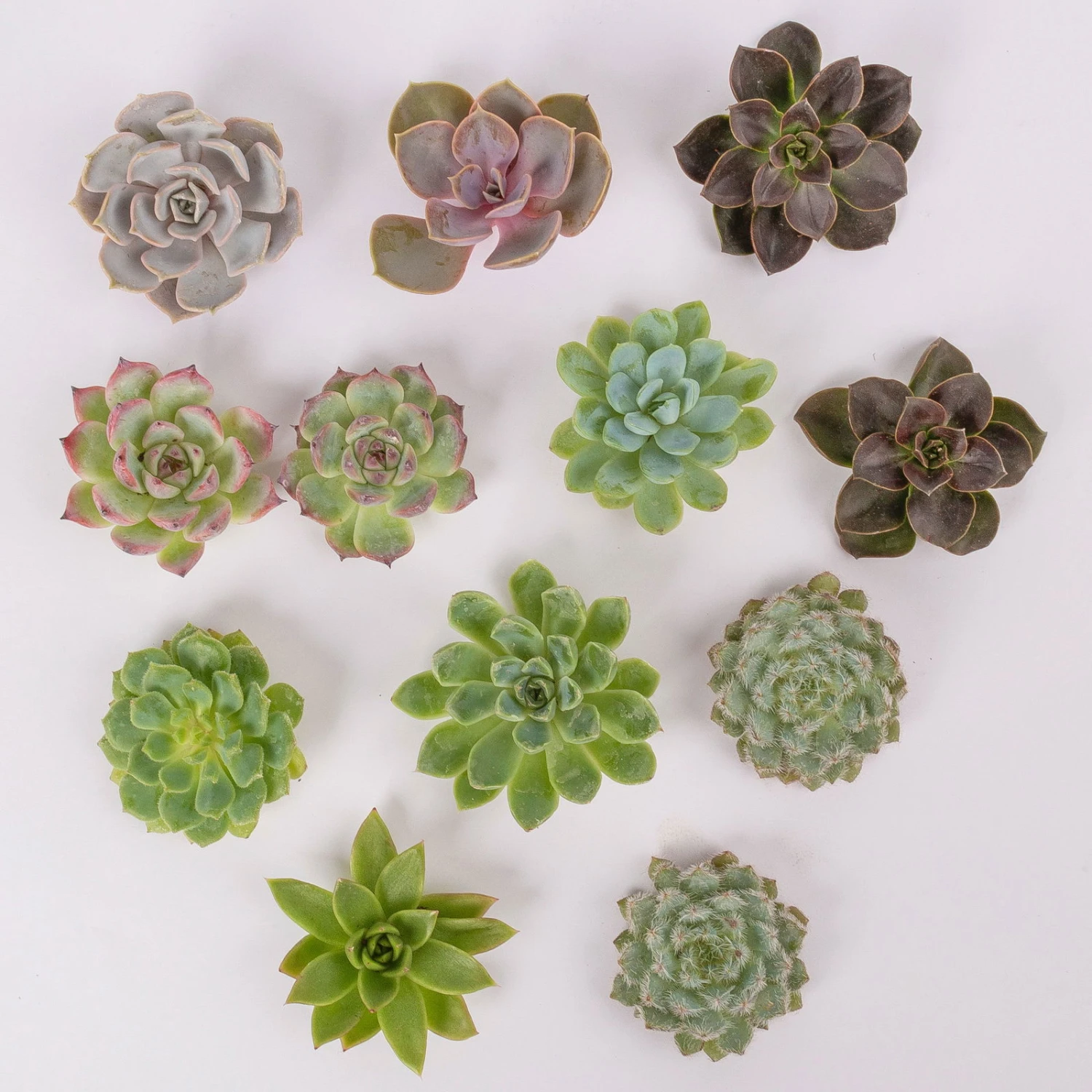 Schnittecheverien-Mix, Ø 5 Cm, 12er-Set 1 Schnittecheverien-Mix, Ø 5 Cm, 12er-Set