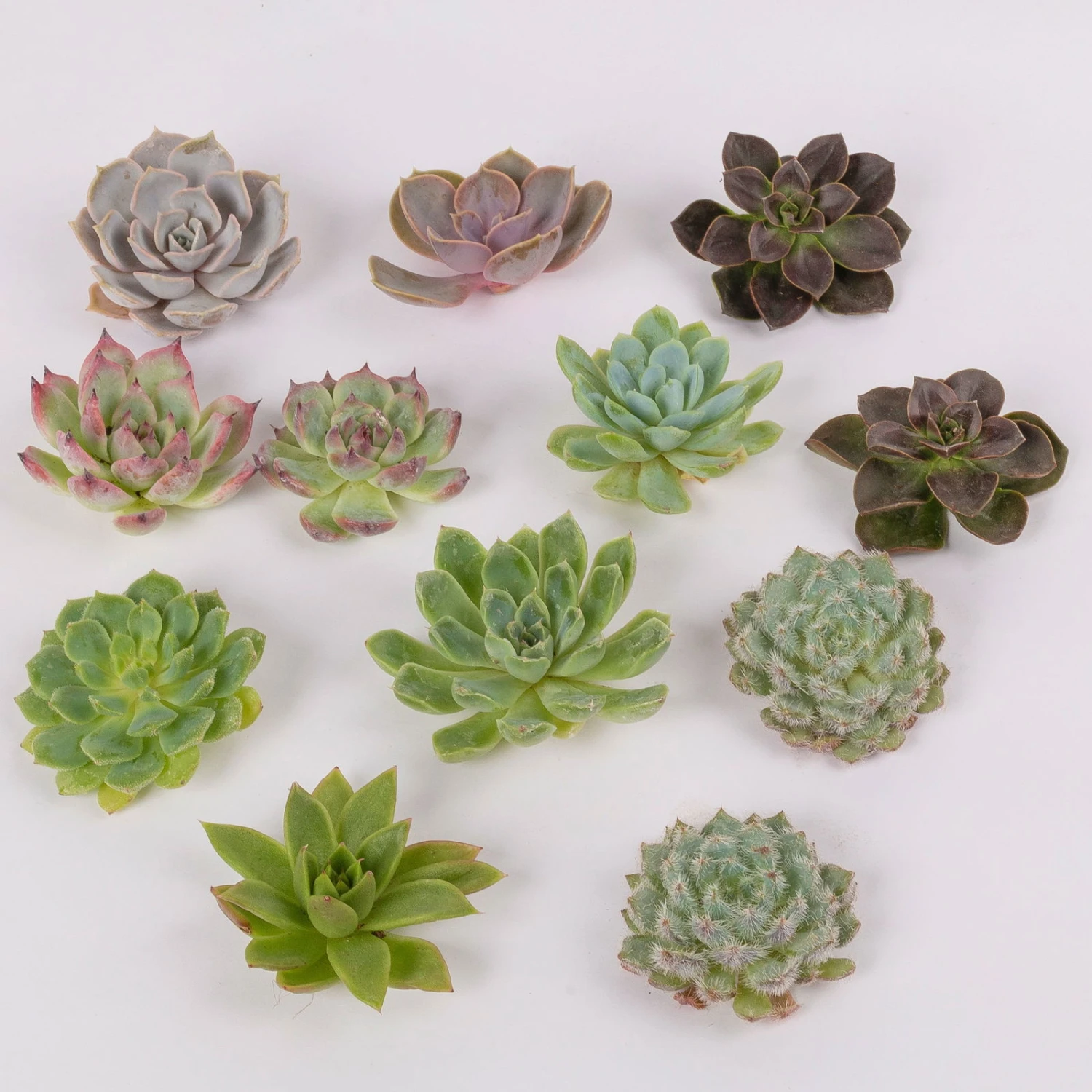 Schnittecheverien-Mix, Ø 5 Cm, 12er-Set 3 Schnittecheverien-Mix, Ø 5 Cm, 12er-Set – Bild 3