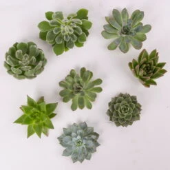 Schnittecheverien-Mix, Ø 8 Cm, 8er-Set