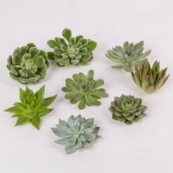 Schnittecheverien-Mix, Ø 8 Cm, 8er-Set -Naturgrün Verkaufsgeschäft 0250103007 Schnittecheverien 8er Set WS 2