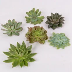 Schnittecheverien-Mix, Ø 10 Cm, 6er-Set -Naturgrün Verkaufsgeschäft 0250103008 Schnittecheverien 6er Set WS 2