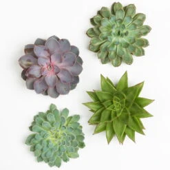 Schnittecheverien-Mix, Ø 12 Cm, 4er-Set 10 Schnittecheverien-Mix, Ø 12 Cm, 4er-Set -Naturgrün Verkaufsgeschäft 0250103009 Schnittecheverien 4er Set 12 cm WS 2