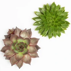 Schnittecheverien-Mix, Ø 16 Cm, 2er-Set -Naturgrün Verkaufsgeschäft 0250103010 Schnittecheverien 2er Set 16 cm WS 2