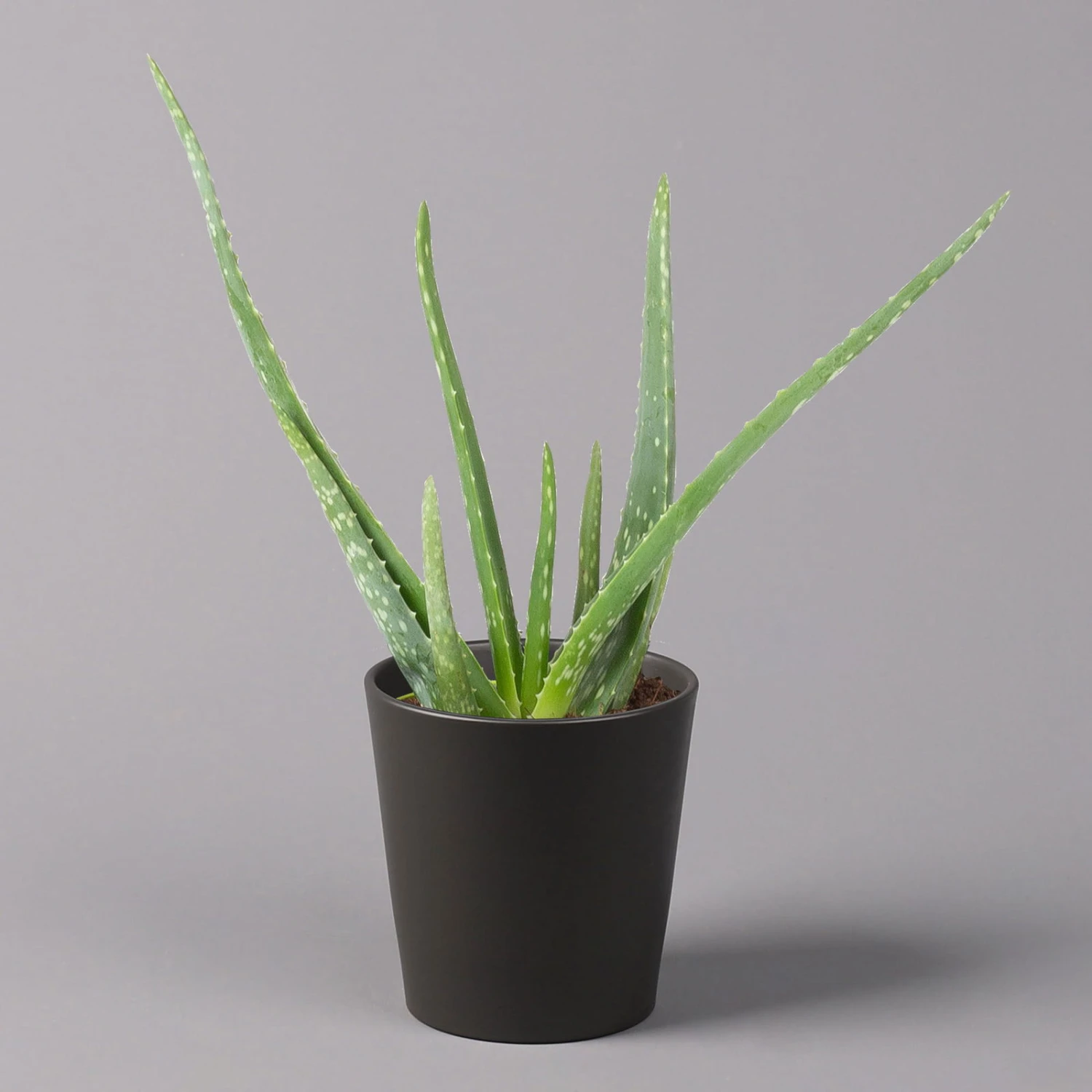 Aloe Vera Mit Keramiktopf Anthrazit, Topf-Ø 12 Cm, Höhe Ca. 20-35 Cm, 3er-Set 2 Aloe Vera Mit Keramiktopf Anthrazit, Topf-Ø 12 Cm, Höhe Ca. 20-35 Cm, 3er-Set – Bild 2