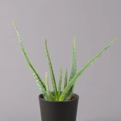 Aloe Vera Mit Keramiktopf Anthrazit, Topf-Ø 12 Cm, Höhe Ca. 20-35 Cm, 3er-Set 10 Aloe Vera Mit Keramiktopf Anthrazit, Topf-Ø 12 Cm, Höhe Ca. 20-35 Cm, 3er-Set -Naturgrün Verkaufsgeschäft 0250103027 Aloe vera Dallas anthrazit 2